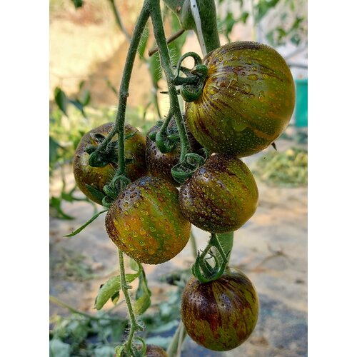     (Krypthonite) / Seeds And Goods /   zip-lock   10 ,   269 