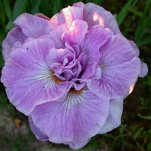 ���� ���� ��������� ����������, ������ �� 1059 ���