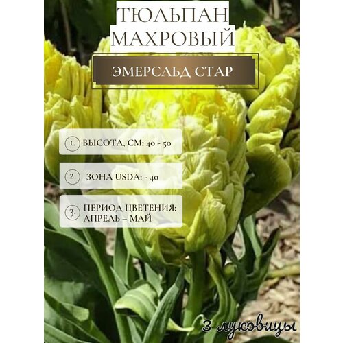 ���� ������� �������� ����������� ������, ������ �� 500 ���