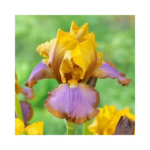 ���� ���� ���������� ����� ����� (1 ���) / ���������� �����, ������ �� 449 ���