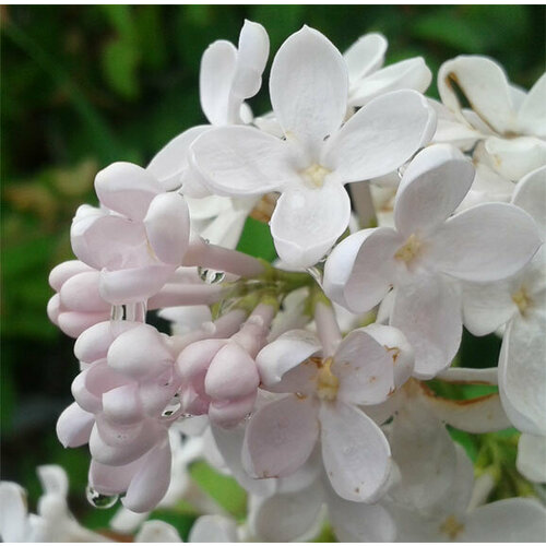 ���� ������� ������ ������������ ��������� ( 2 ���� , �3,5 , 20-40 �� ), ������ �� 1597 ���