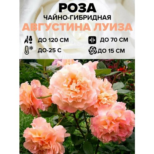 ���� ���� ������� ����� �����-��������� 1 ��., ������ �� 450 ���