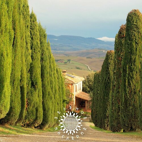     () (. Cupressus sempervirens) 50,   375 