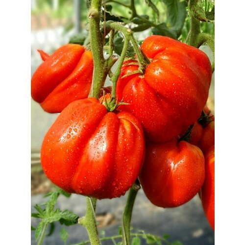        (Aunt Swarlos Polish plum), 10 ,   350 