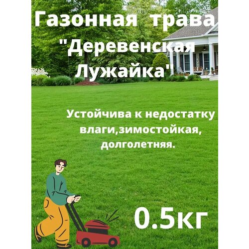 ���� ������ 