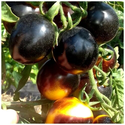 ���� ������ ������ ����� ����� ����� ����� 10 ��., ������ �� 320 ���