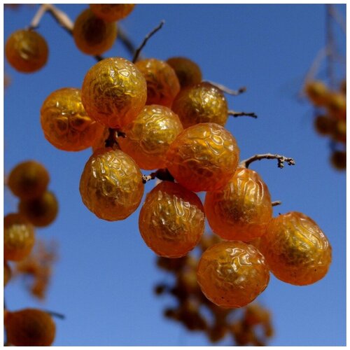 ���� ������ ������ ������� ���� ��������� 5 ��., ������ �� 350 ���