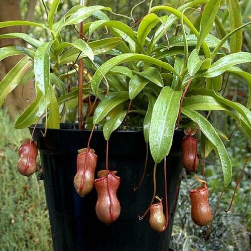 ���� �������� ��������������, ������������� ��������, ������, ������ �� 433 ���