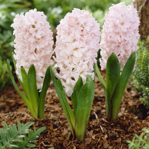 ���� ������� ������� (2 ��.), ������ �� 350 ���