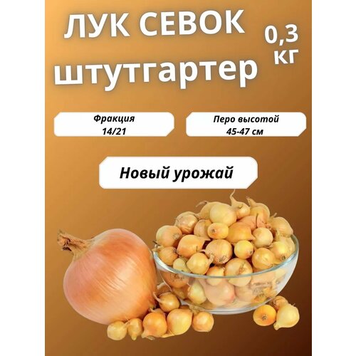 ���� ��� ����� ���������� ����� 300��., ������ �� 200 ���