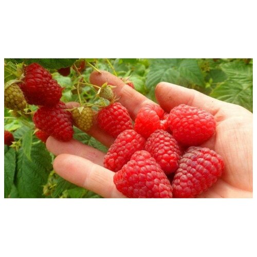 ���� ������ �������(Sugana) ������ (��������), ������ �� 798 ���