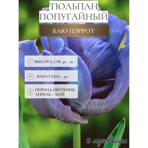 ���� ������� �������� ����������� ������, ������ �� 500 ���