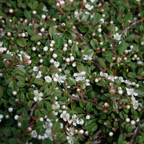 ���� ��������� ������� ���� �� ������ (Szkolka roslin A.M (������)), 1 ������� � ������ 15-20 ��, ������ �� 1150 ���