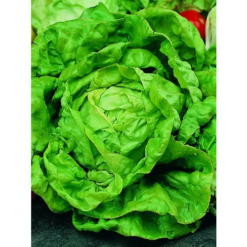 ���� ������ ��������� ������ ���������� ������ - 0,5 �. ˸����, ������������� ����, ������ �� 158 ���