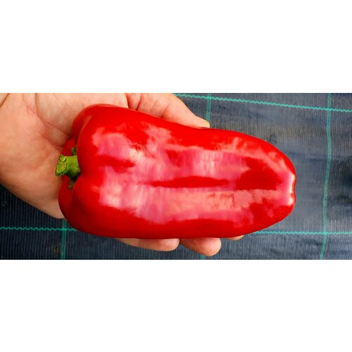 ���� ������ ����� ������� �������� ������ (Marinkin Tongue) / Seeds And Goods / � �������� zip-lock ��� ���������� 15 �����, ������ �� 249 ���