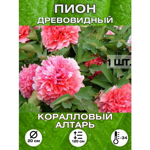 ���� ���� ���������� ������, ���������, ������ �� 650 ���