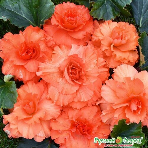 ���� ������ ������� ���������� ��� F1 ��������� ����������� 5 ��./��. � 2 ��., ������ �� 277 ���