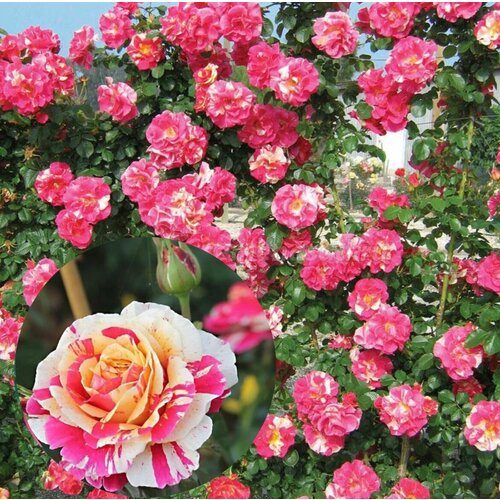 ���� ���� ��������� ������� ����� 2��, ������ �� 1004 ���