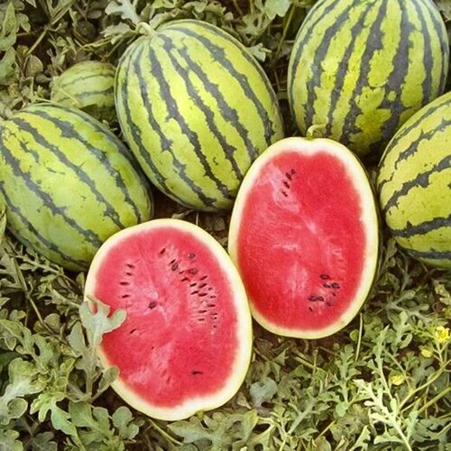 ���� ������ ������ 