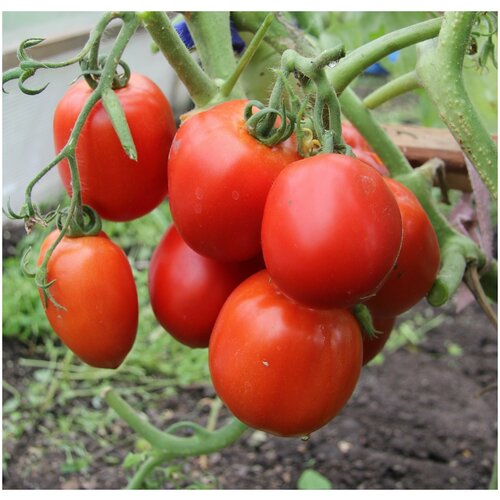 ���� ������ ������ 