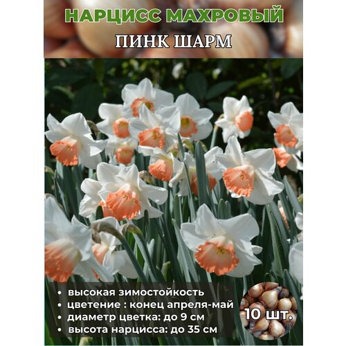 ���� ������� ��������, �������� 10 ����, ������ �� 960 ���