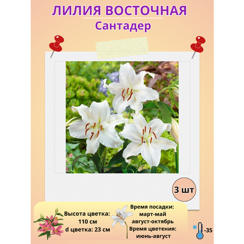 ���� ����� ��������� ��������, ����������� �����, ������ �� 400 ���