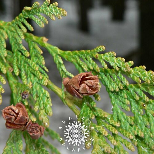 ���� ������ ��� ���������� (���. Thuja plicat) 100�� �� Green Legacy, ������ �� 375 ���