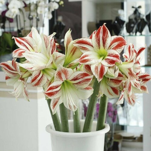 ���� ����������� �������, Hippeastrum Ambiance, ���������, ������, ������ �� 433 ���