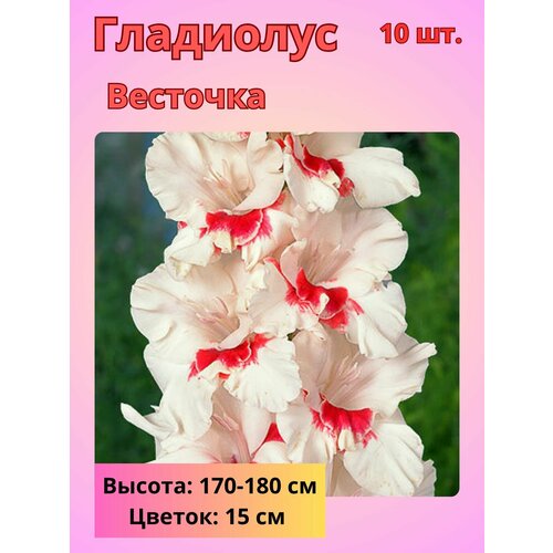 ���� ��������� ��������������� ��������, �������� ����������, ������ �� 800 ���