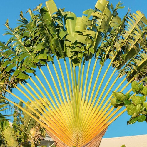 ���� ������ ���������������� Ravenala madagascariensis ������ 3 �����, ������ �� 450 ���