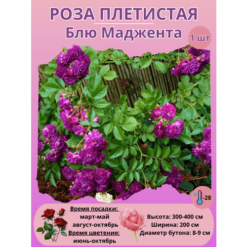 ���� ���� ��������� ��� ��������, ����������� �����, ������ �� 450 ���