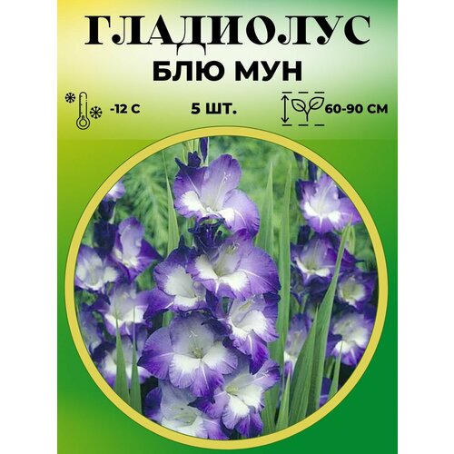 ���� ��������� ��������������� ��� ��� 5 ����, ������ �� 500 ���