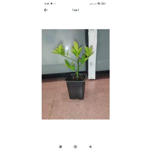 ���� ����� ������, ������ �� 2460 ���