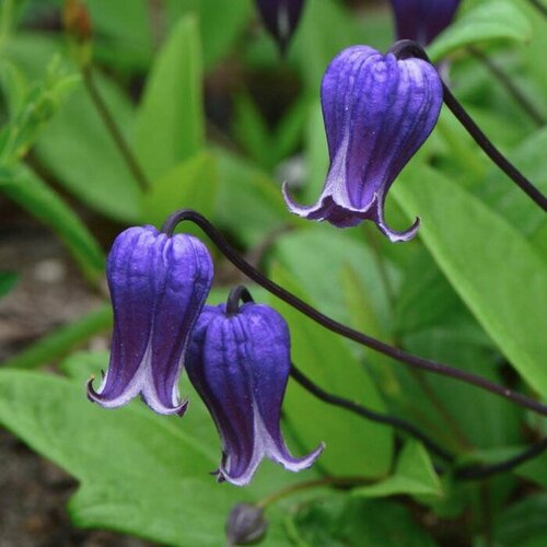    (Szkolka roslin A.M ()), 1    15-20 ,   1850 