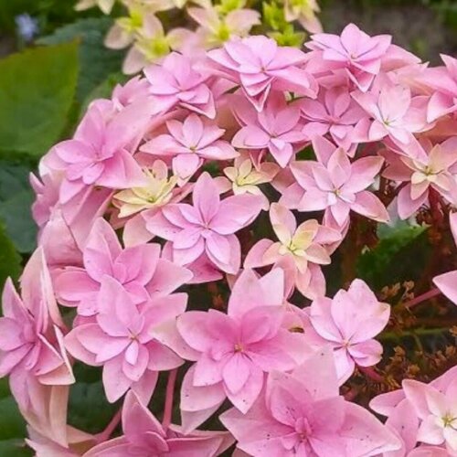 ���� ��������� ������������� ������ (1 ������� � ������ 15-20 ��). Szkolka roslin A.M (������), ������ �� 1136 ���