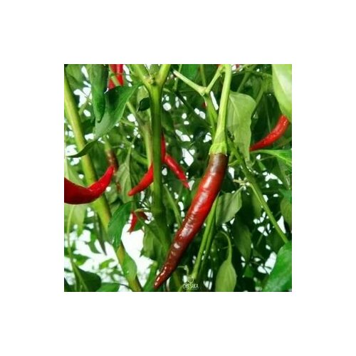     Naga Jolokia Tezpur, 5  + ,   260 