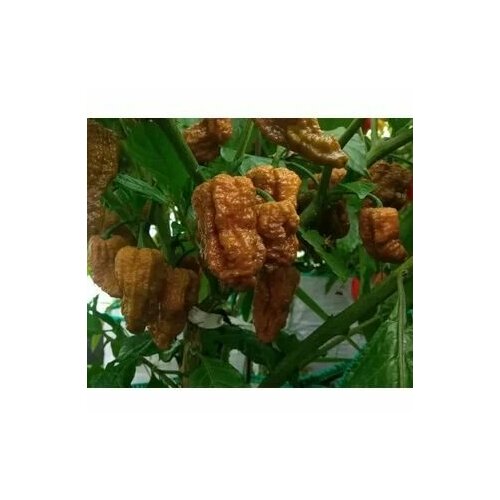 ���� ������ ������ ����� Bhut Jolokia Mustard, 5 ����� + �������, ������ �� 300 ���