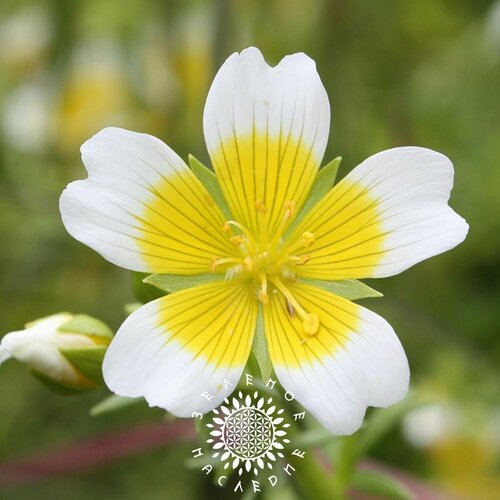 ���� ������ �������� ������� - ������-������� (���. Limnanthes douglasii) 20 ��, ������ �� 395 ���