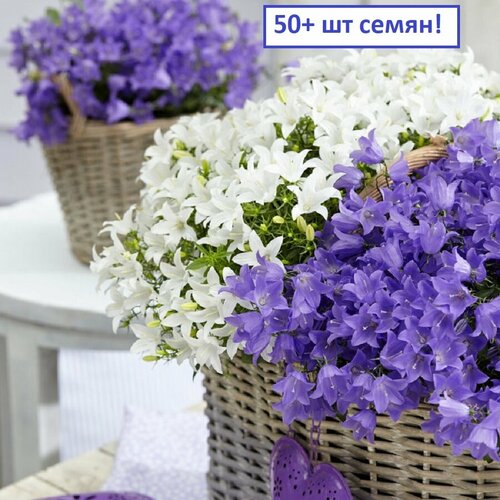  ,   ,  ,  50+ ,   669 