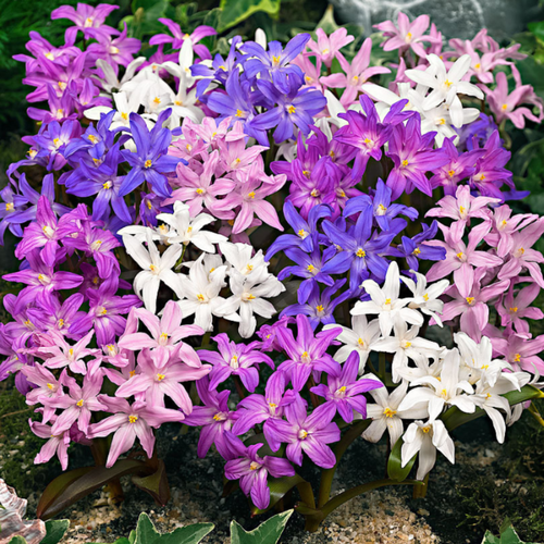 ���� �������� ������, chipollino flowers, ���������� MIXED (20 �������), ������ �� 790 ���