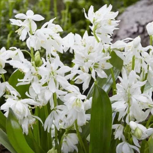 ���� ������ Siberica Alba(10 �������), ������ �� 464 ���