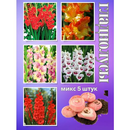 ���� ��������� ��������, ���� 5����, ������ �� 500 ���