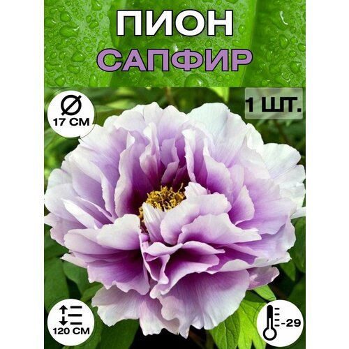 ���� ���� �����������, ������ ������� ��� �������, ������ �� 650 ���