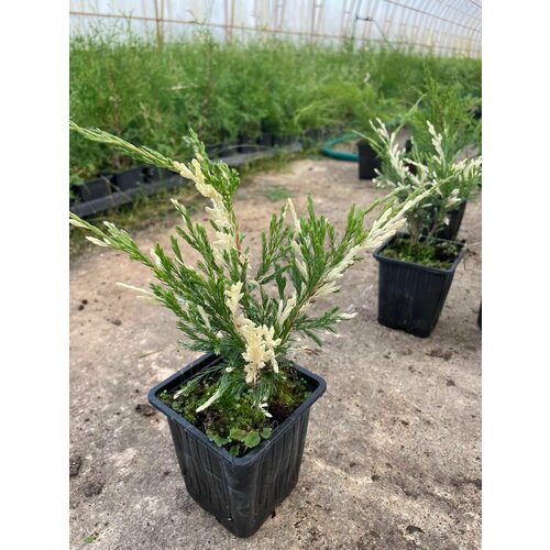 ���� ������������ ������� ���������. ������� � ���������� �-9. 2��, ������ �� 1050 ���