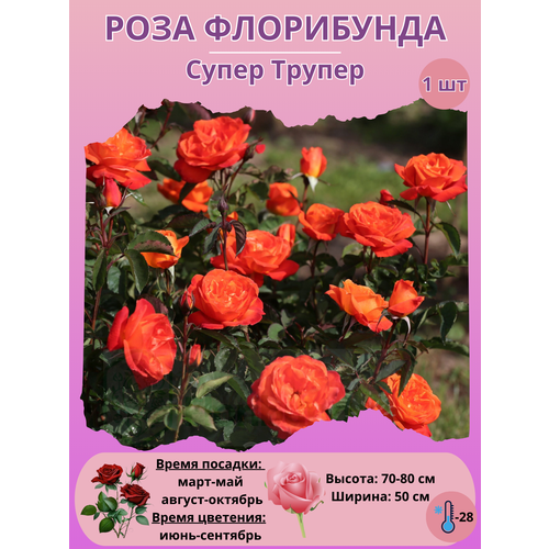 ���� ���� ���������� ����� ������, ����������� ����� ��� ����, ������ �� 450 ���