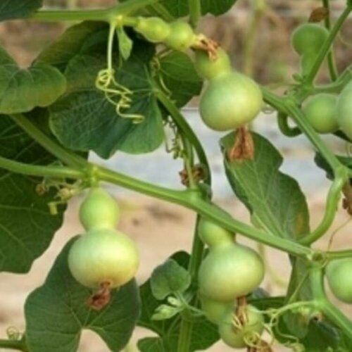 ���� ������ ������ ����� ���� ������� 5 ��., ������ �� 250 ���