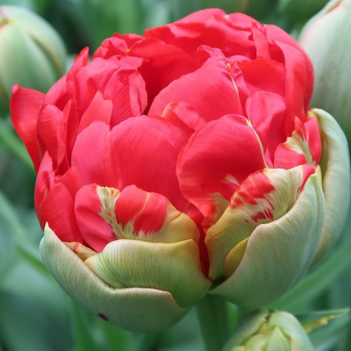 ���� �������� ������, bulbs servise, ������� �������� ( 5 ���� ), ������ �� 402 ���