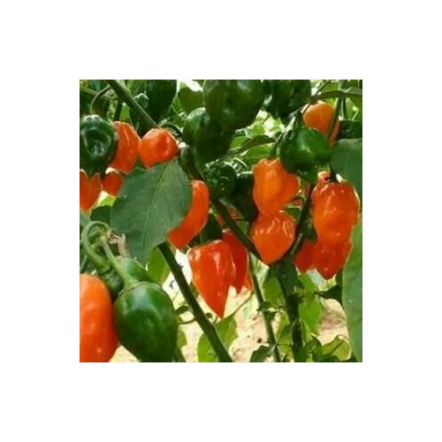 ���� ������ ������ ����� Habanero Orange, 5 ����� + �������, ������ �� 260 ���