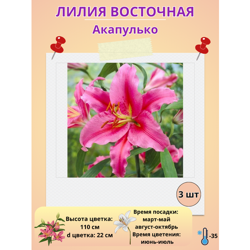 ���� ����� ��������� ���������, ����������� �����, ������ �� 400 ���