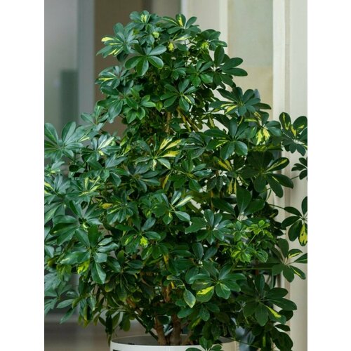 ���� ������ �������� ������������� (Schefflera octophylla), 10 ����, ������ �� 430 ���